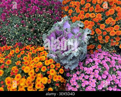 Chou frisé ornemental d'automne et mamans de jardin chrysanthèmes Banque D'Images