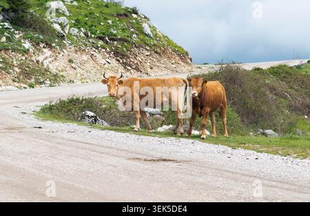 Vaches marchant sur la route. Banque D'Images