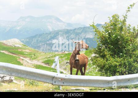 Une chèvre mange dans les montagnes. Banque D'Images