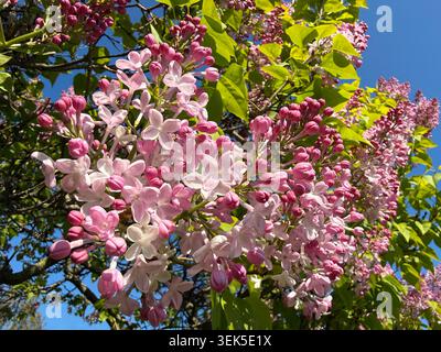 Arbre de lilas en fleurs Syringa vulgaris Banque D'Images