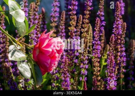 Une seule fleur de rose rose nichée parmi de grandes pointes de fleur de sauge ornementale pourpre dans un parterre de fleurs ensoleillé, contraste de couleurs vives. Banque D'Images