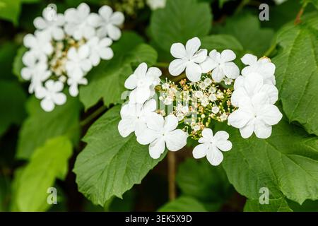 Gros plan de fleurs de rose de guelder blanc entourées de feuilles vertes, mettant en valeur des fleurs ornementales de Viburnum opulus pendant la saison de floraison printanière. Banque D'Images