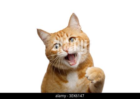 Chat tabby drôle de gingembre miaule avec la bouche large ouverte et patte surélevée sur fond blanc dans un portrait de studio expressif Banque D'Images