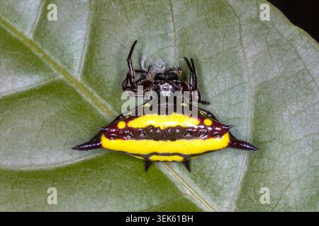 Araignée boréale (Gasteracantha fornicata) sur une feuille, Fitzroy Island, Queensland, Australie. Banque D'Images