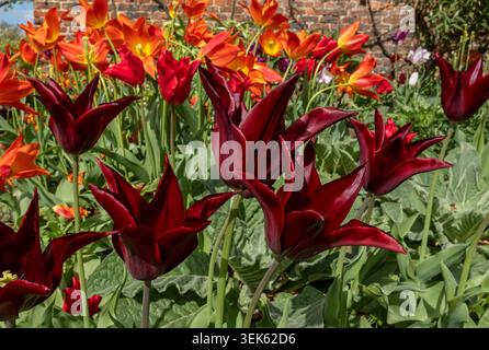 Gros plan de nombreuses tulipes rouge foncé et orange fleurs de tulipe fleurs fleuries dans une frontière de jardin au printemps Angleterre Royaume-Uni GB Grande-Bretagne Banque D'Images