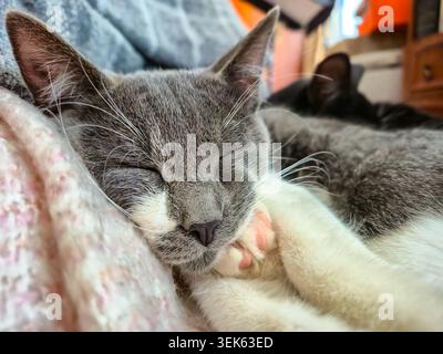 Adorable chaton gris et blanc dormant paisiblement sur une couverture douce Banque D'Images