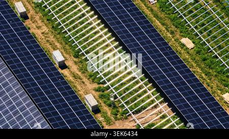 Vue aérienne des rangées de panneaux solaires avec végétation verte entre Banque D'Images