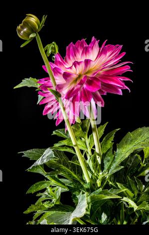 Superbe fleur de Dahlia rouge et blanche sur fond noir Banque D'Images