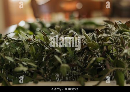 Gros plan de petites plantules de tomates poussant dans un plateau de jardin Banque D'Images