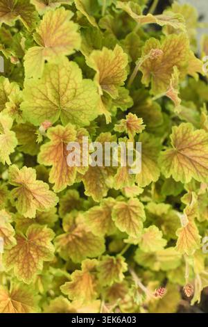 Feuillage chartreuse vert corail aux fleurs éclatantes Banque D'Images
