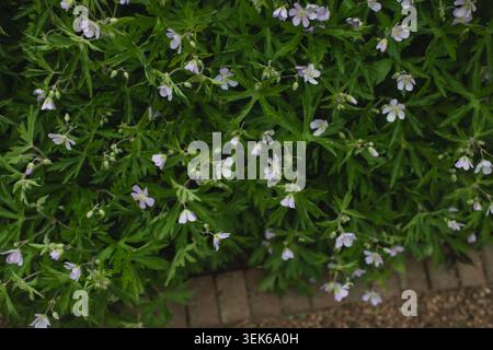 Délicates fleurs de géranium de cranesbill violettes dans un jardin Banque D'Images