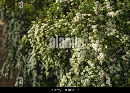 Fleurs de spirée blanche en cascade fleurissant au printemps Banque D'Images