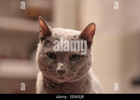 chat bleu court britannique de race pure, animal de compagnie félin gris aux yeux verts, gros plan de chat domestique pedigree, profil félin de race ronde et h intérieur Banque D'Images