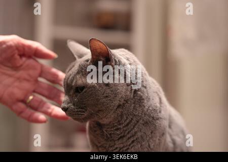 chat bleu de race courte britannique de race pure, animal de compagnie félin gris à tête ronde, détails de race pedigree, gros plan sur chat domestique d'intérieur, félin de race calme Banque D'Images