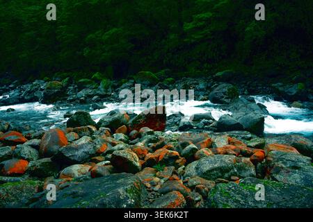 Une rivière vibrante coule sur des roches couvertes de lichen moussues et orange, encadrées par une forêt sombre et verdoyante sous une lumière diffuse. Banque D'Images