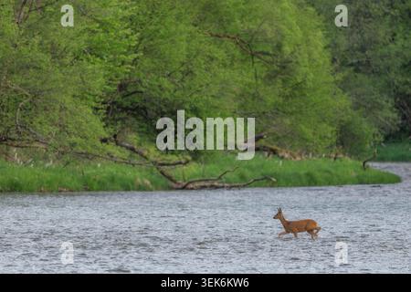 Cerf européen - Capreolus capreolus, portrait de cerf commun des forêts, des forêts et des prairies européennes, rivière San, Pologne. Banque D'Images