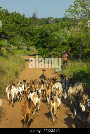 Chèvres sur un chemin de terre, province de Gaza, Chidenguele, Mozambique Banque D'Images
