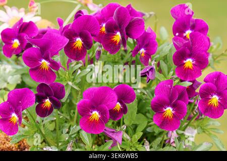 Gros plan de fleurs de pensées violettes éclatantes qui fleurissent dans un jardin printanier Banque D'Images