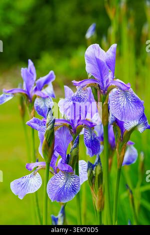 Groupe de fleurs d'iris de Sibérie bleu vif fleurissant dans un jardin printanier lumineux Banque D'Images