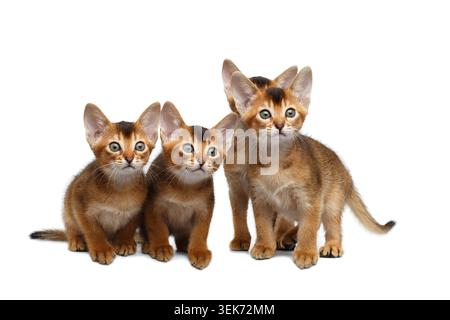 Quatre chaton abyssinien mignon assis et curieux regardant dans la caméra sur fond blanc isolé, vue de face, petite chasse Banque D'Images