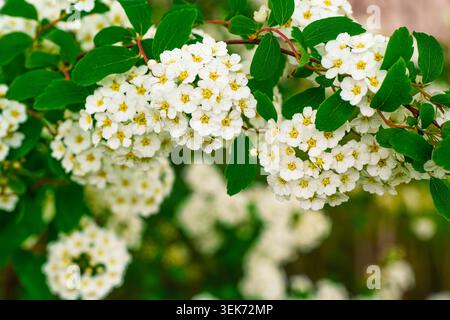 Gros plan de fleurs blanches de spiraea fleurissant sur un buisson dans le jardin de printemps Banque D'Images