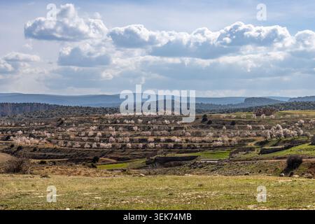 Campos de almendros en flor cerca de Calmarza, en Zaragoza, España, con flores blancas y rosas que cubren el paisaje rural durante la primavera. Banque D'Images