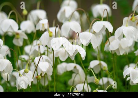 Fleur d'anémone de bois blanc en fleurs (Anemone sylvestris) dans un pré, gros plan sur un fond flou. Banque D'Images