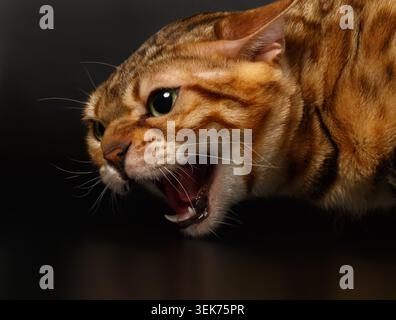 Gros plan sifflement chat Bengale sur fond noir Banque D'Images