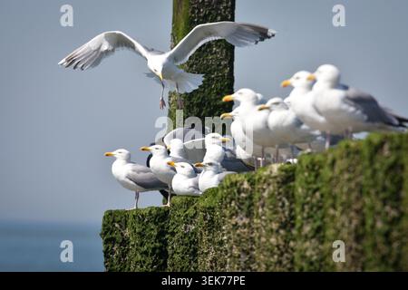 Un groupe de mouettes repose sur des pilotis altérés couverts de mousse verte près de l'océan. Une mouette est capturée à mi-vol au-dessus de la tête. Banque D'Images