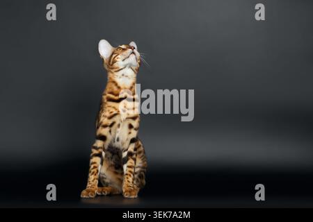 Gros plan femelle chat Bengale sur fond noir regardant vers le haut Banque D'Images