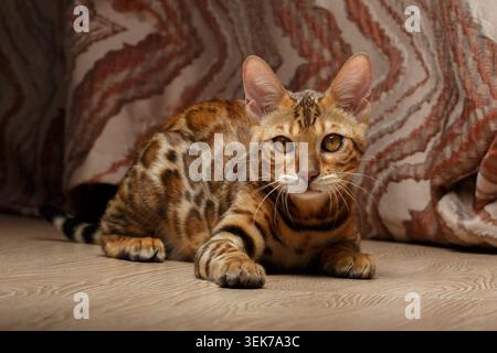 Gros plan femelle chat Bengale sur un sol Banque D'Images