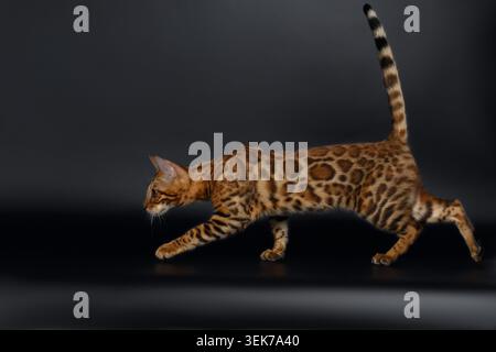 Femelle Bengale Cat Run sur fond noir Banque D'Images