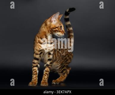 Gros plan femelle chat Bengale sur fond noir Banque D'Images