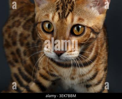 Gros plan femelle chat Bengale sur fond noir Banque D'Images