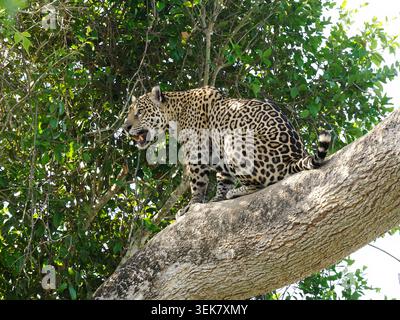 Jaguar Cat (Panthera ONCA) assis sur une grande branche dans l'arbre, regardant dehors, Pantanal, Brésil, octobre Banque D'Images