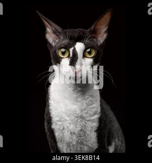 Portrait de Cornish Rex regardant dans la caméra isolé sur fond noir Banque D'Images