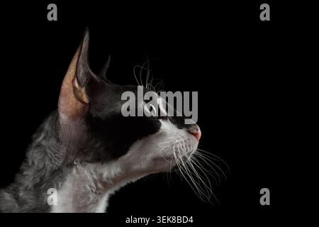Gros plan Portrait de Cornish Rex en profil isolé sur fond noir Banque D'Images