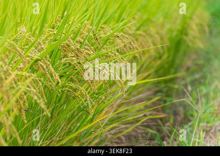 Épis de riz dorés mûrissant dans le champ Autumn Paddy Banque D'Images