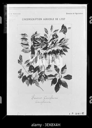 Une plaque botanique de Laurus camphora a été photographiée par aimé Fauchère à Madagascar en 1906, enregistrant un camphre dans des études sur les arbres, les forêts, les plantes médicinales et l'histoire de l'agronomie dans la colonie de Madagascar et ses dépendances. Banque D'Images