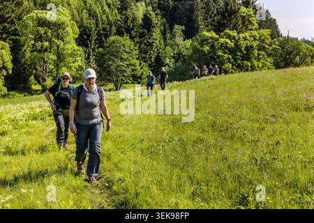 Un groupe de marcheurs marchant en file unique le long d'un sentier de prairie à travers la verdure d'été fleurie pendant le 14ème Frankenwald Walking Marathon, Steinbach am Wald, Bavière, Allemagne Banque D'Images