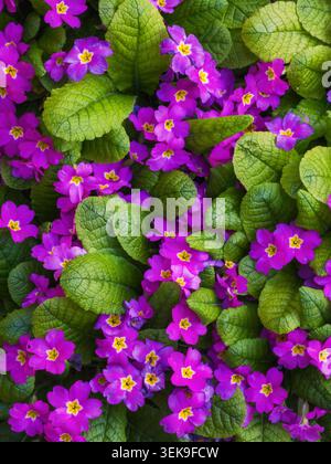 Fleurs d'Primrose violette vibrantes avec des feuilles vertes luxuriantes en gros plan dans Spring Garden Bed Banque D'Images