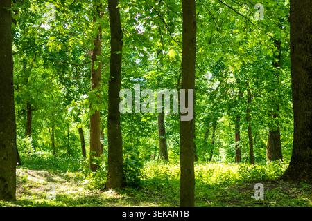 Forêt verdoyante ensoleillée avec de grands arbres et une canopée verdoyante dans un cadre paisible de parc d'été Banque D'Images