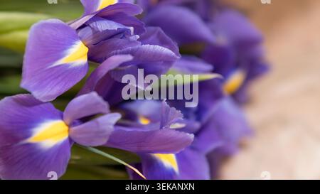 Iris néerlandais (Iris × hollandica) bouquet gros plan — photographie macro de fleurs violettes et jaunes profondes Banque D'Images