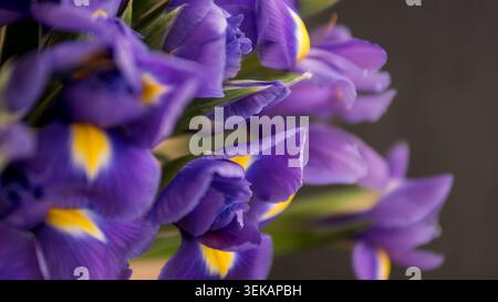 Violet fleurs d'iris gros plan — Iris × hollandica bouquet avec accents jaunes sur fond sombre Banque D'Images