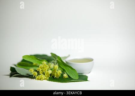 Fleurs de tilleul frais avec des feuilles vertes et un petit bol blanc de miel liquide sur fond blanc. Nature morte botanique naturelle avec grand espace de copie. Banque D'Images