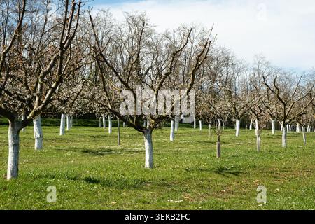 Verger d'abricots avec troncs d'arbres blanchis à la chaux dans le jardin de printemps Banque D'Images