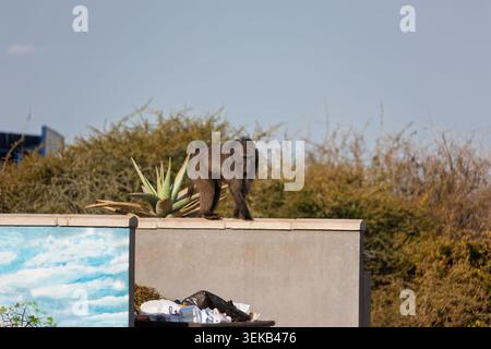 de grands babouins marchent le long d'un mur d'enceinte en béton près d'une décharge de déchets, ce qui constitue un danger de conflit dans un établissement humain urbain. Banque D'Images