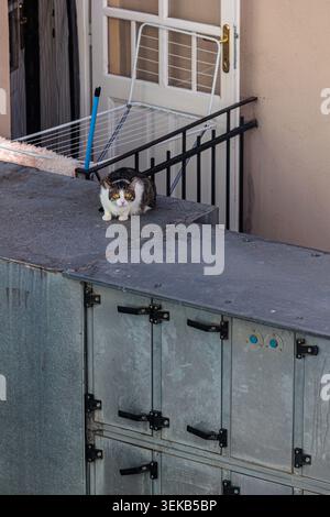 Un chat tabby s'accroupit sur un toit en béton à côté d'un balcon d'appartement et d'un séchoir, véhiculant la curiosité tranquille et la solitude dans une petite résidence urbaine Banque D'Images