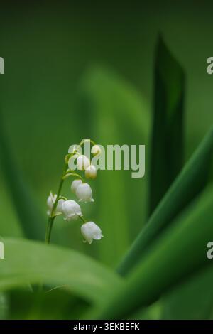 Convallaria majalis. Lis de la vallée fleurissant dans la forêt printanière. Banque D'Images