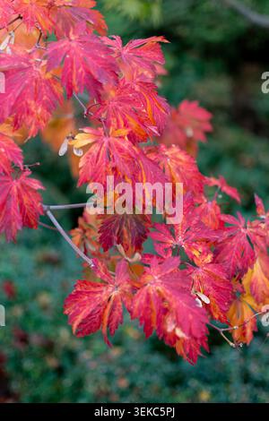 Des feuilles d'érable japonais rouge vif et des graines ailées suspendues sont montrées en vue rapprochée sur un fond flou vert foncé. Banque D'Images